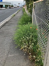 Tree-planting establishment around sites(Before)