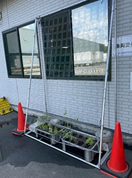 green curtain installation